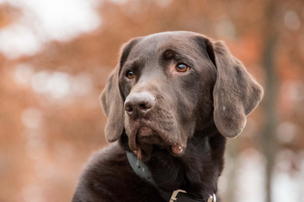 Campagna contro l’abbandono degli animali