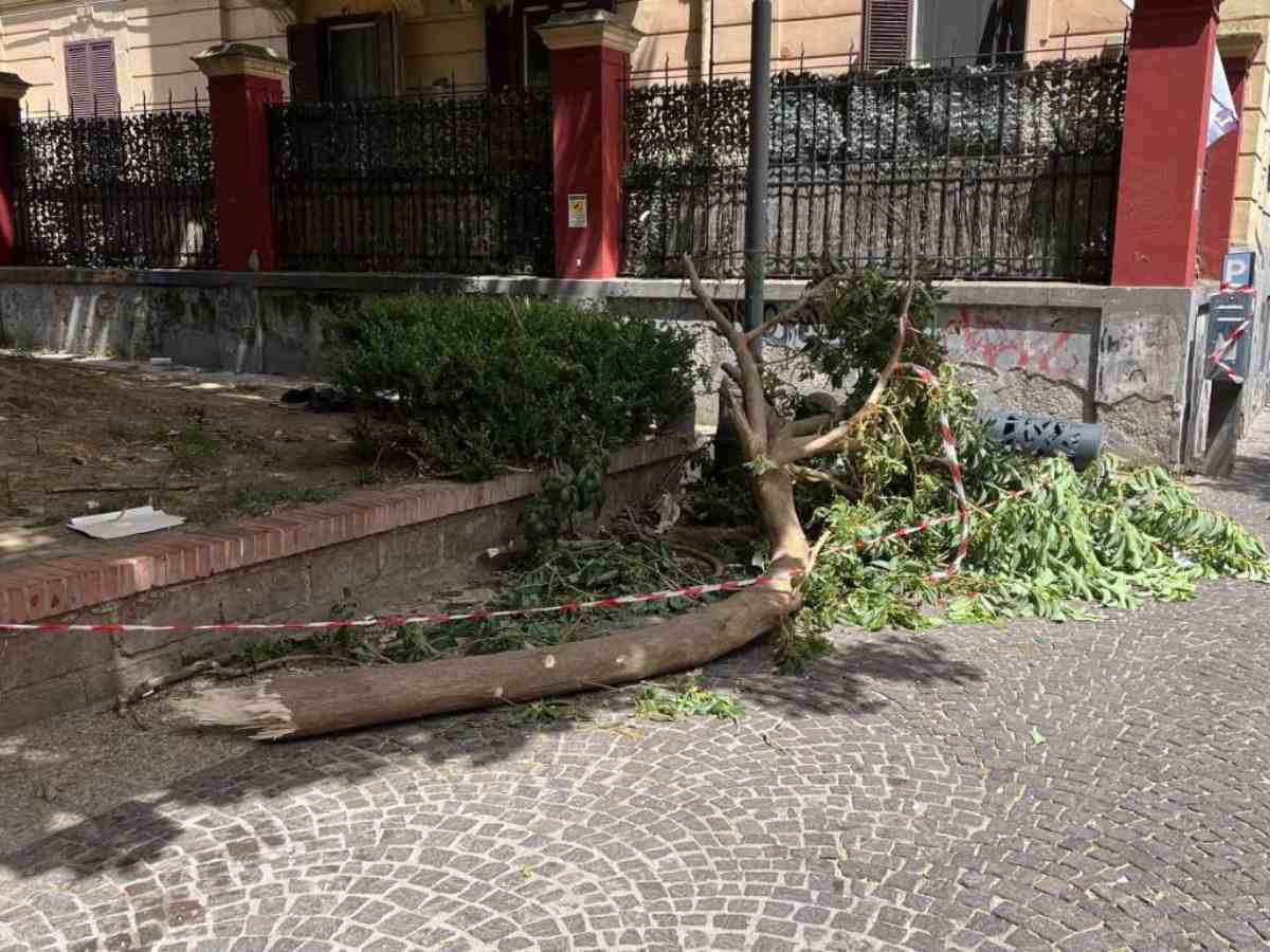 Vomero, tragedia sfiorata: si stacca ramo da un albero