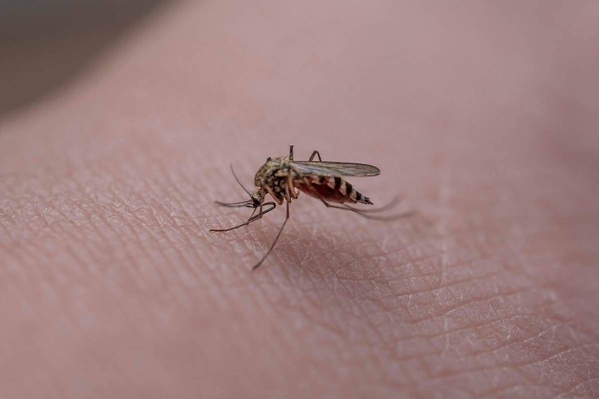 West nile, avanti con le bonifiche