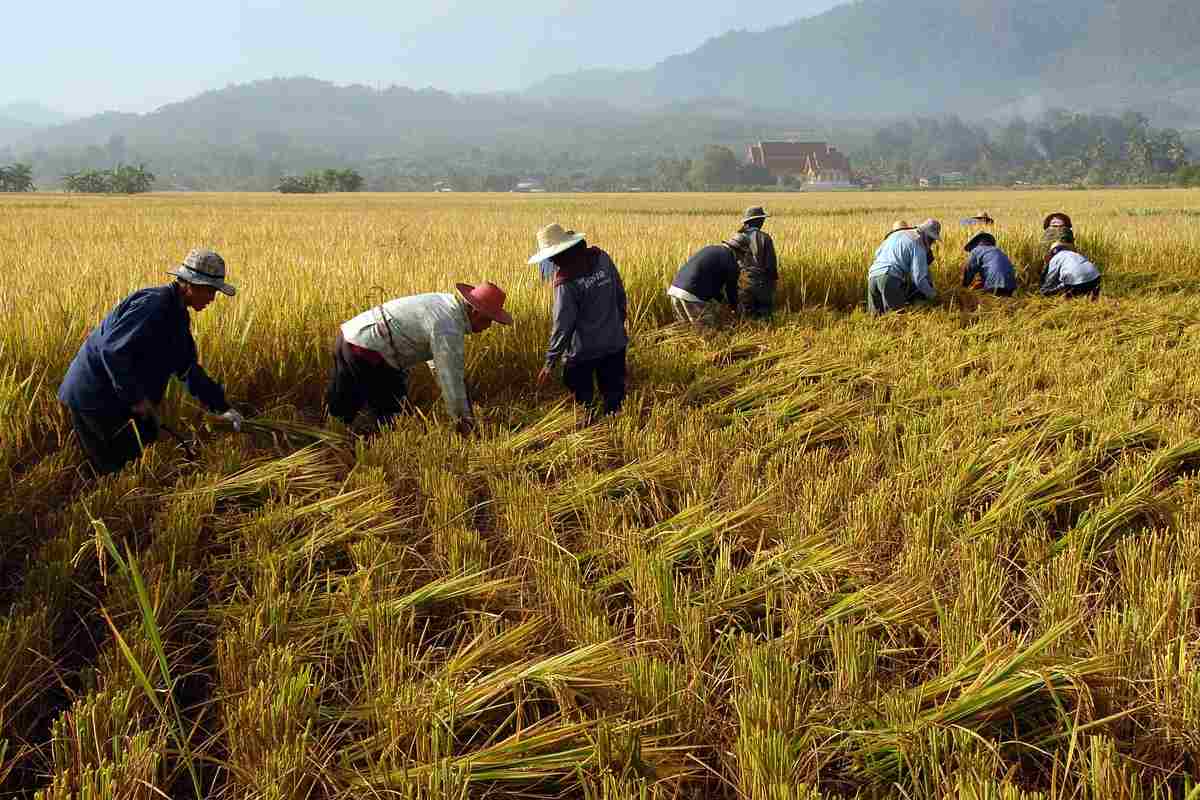 Importazioni, in piazza a Bari gli agricoltori del grano