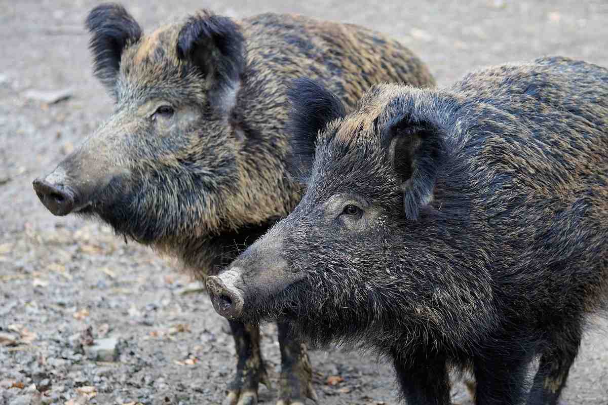 Evita un cinghiale e muore sotto un furgone