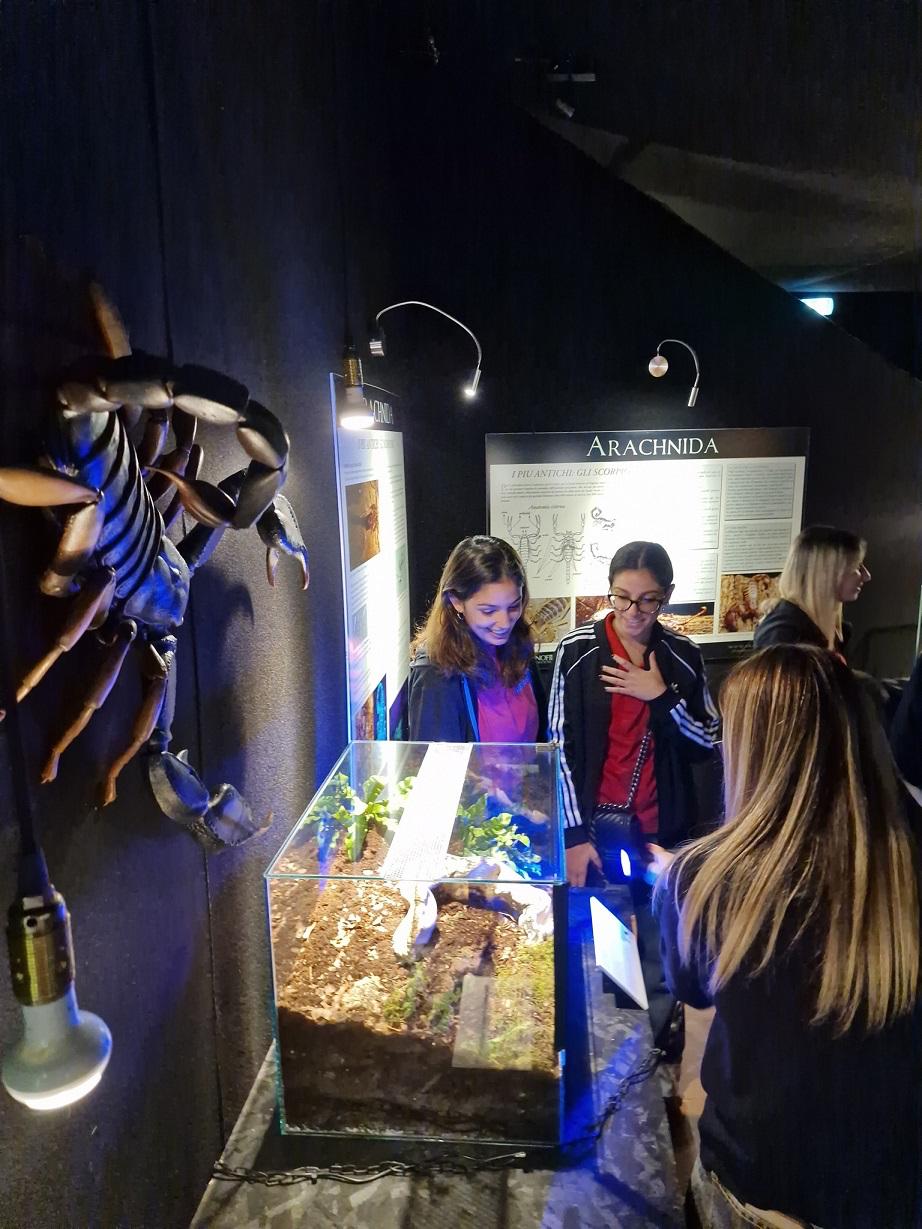 A Città della scienza la mostra Arachnida