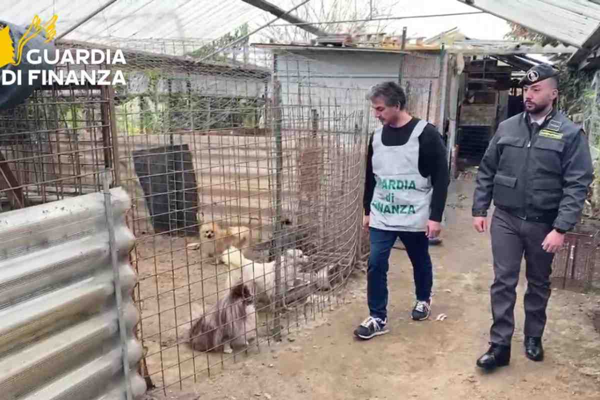 Sequestrato allevamento abusivo di cani