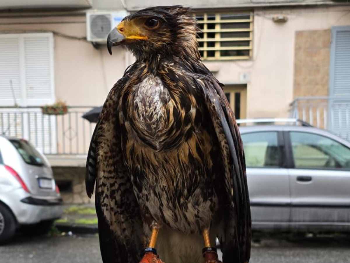 Ritrovata a Napoli esemplare di Poiana di Harris