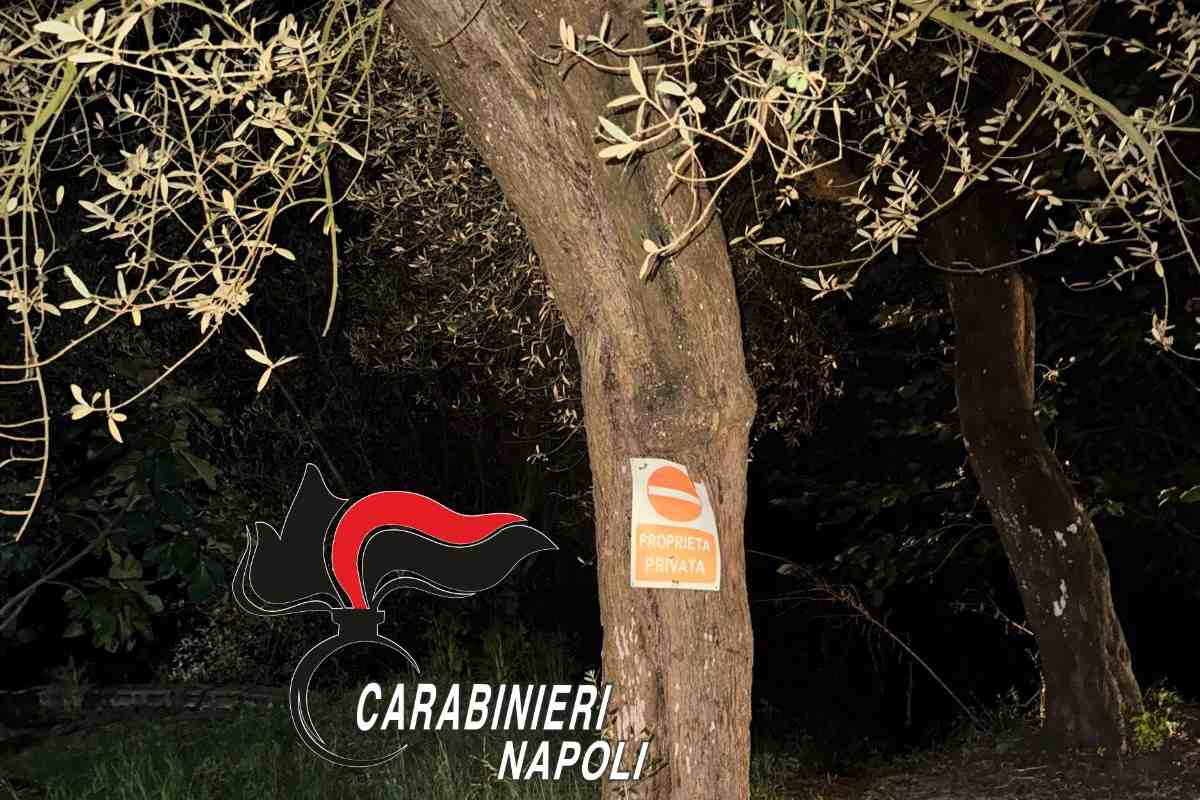Droga nascosta in un ulivo, arrestato pusher