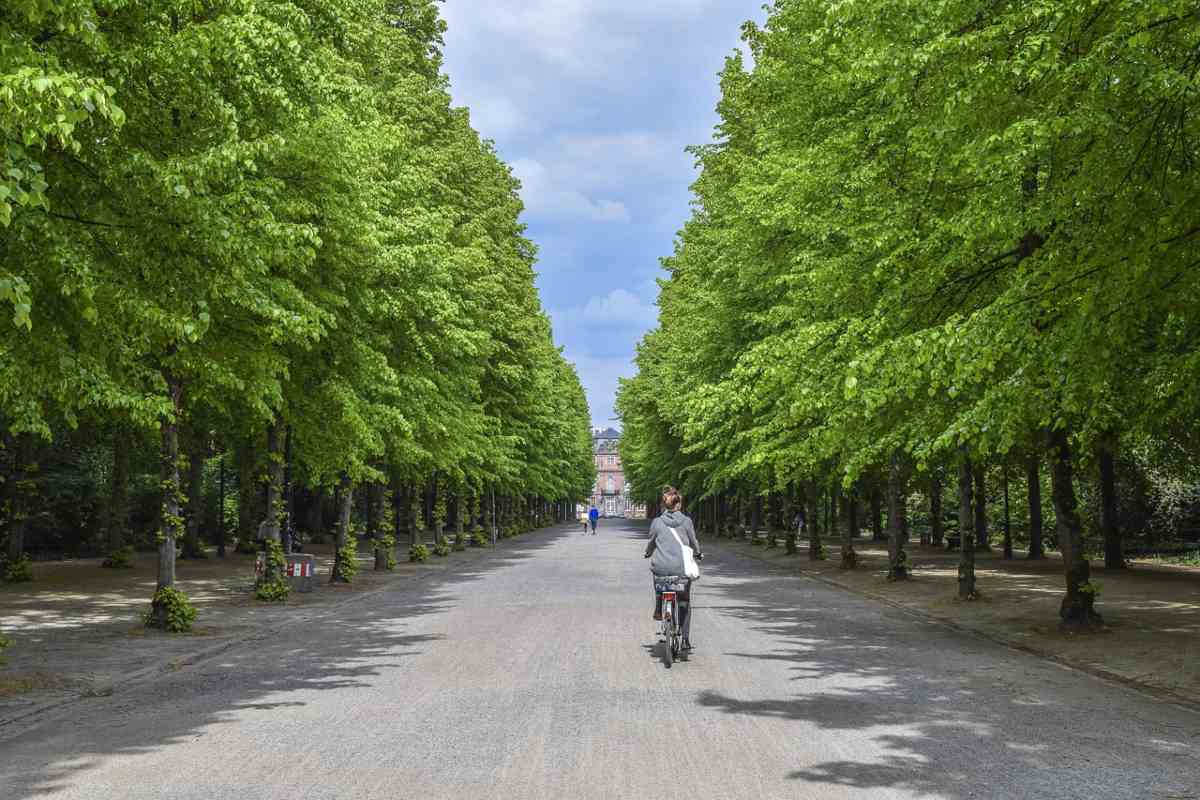 Posillipo ritrova il verde, nuovi alberi in via Bocaccio