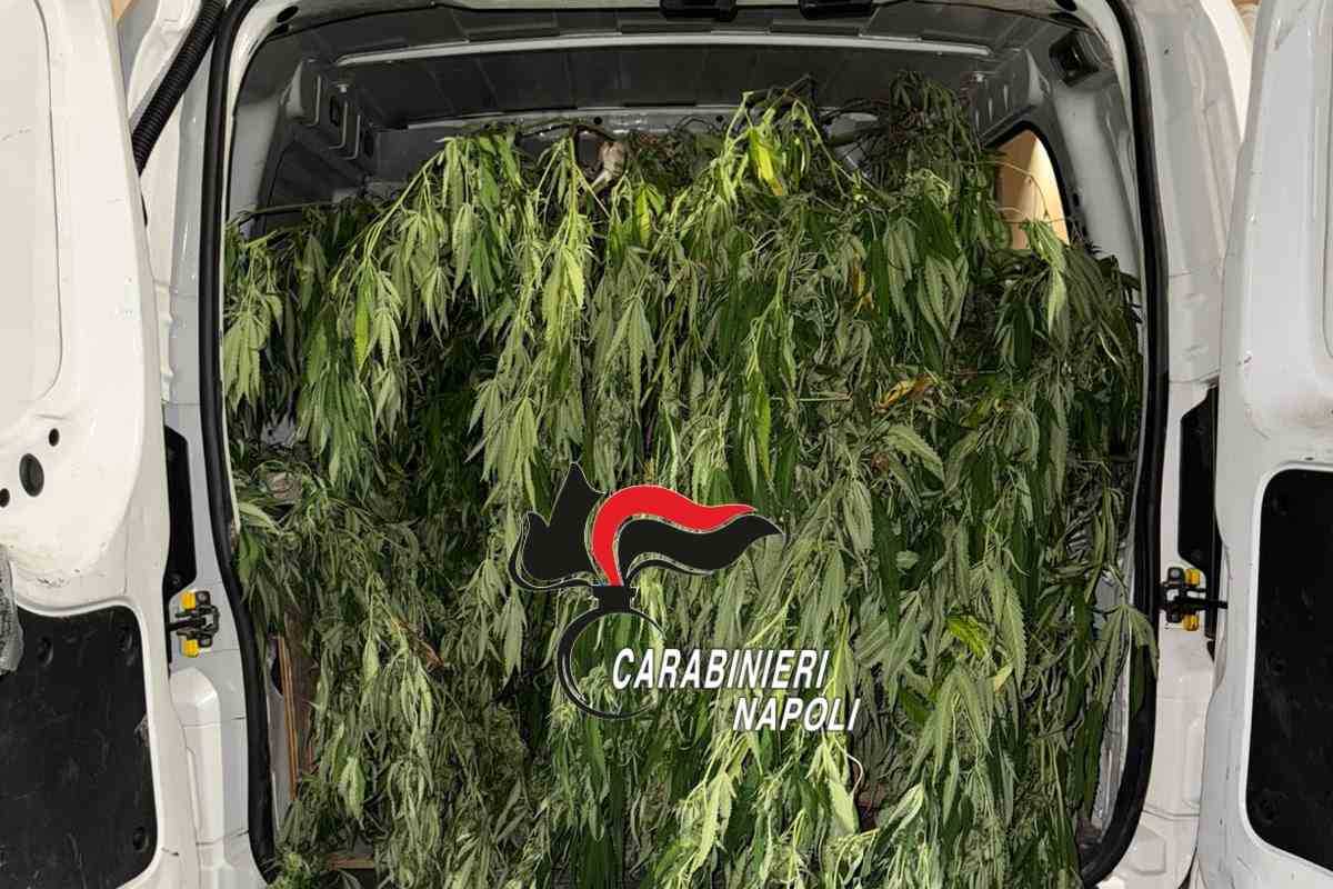 Torre Annunziata, carabinieri trovano droga e piante di cannabis